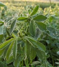 Pískavice - Trigonella foenum - semena pískavice - 150 ks