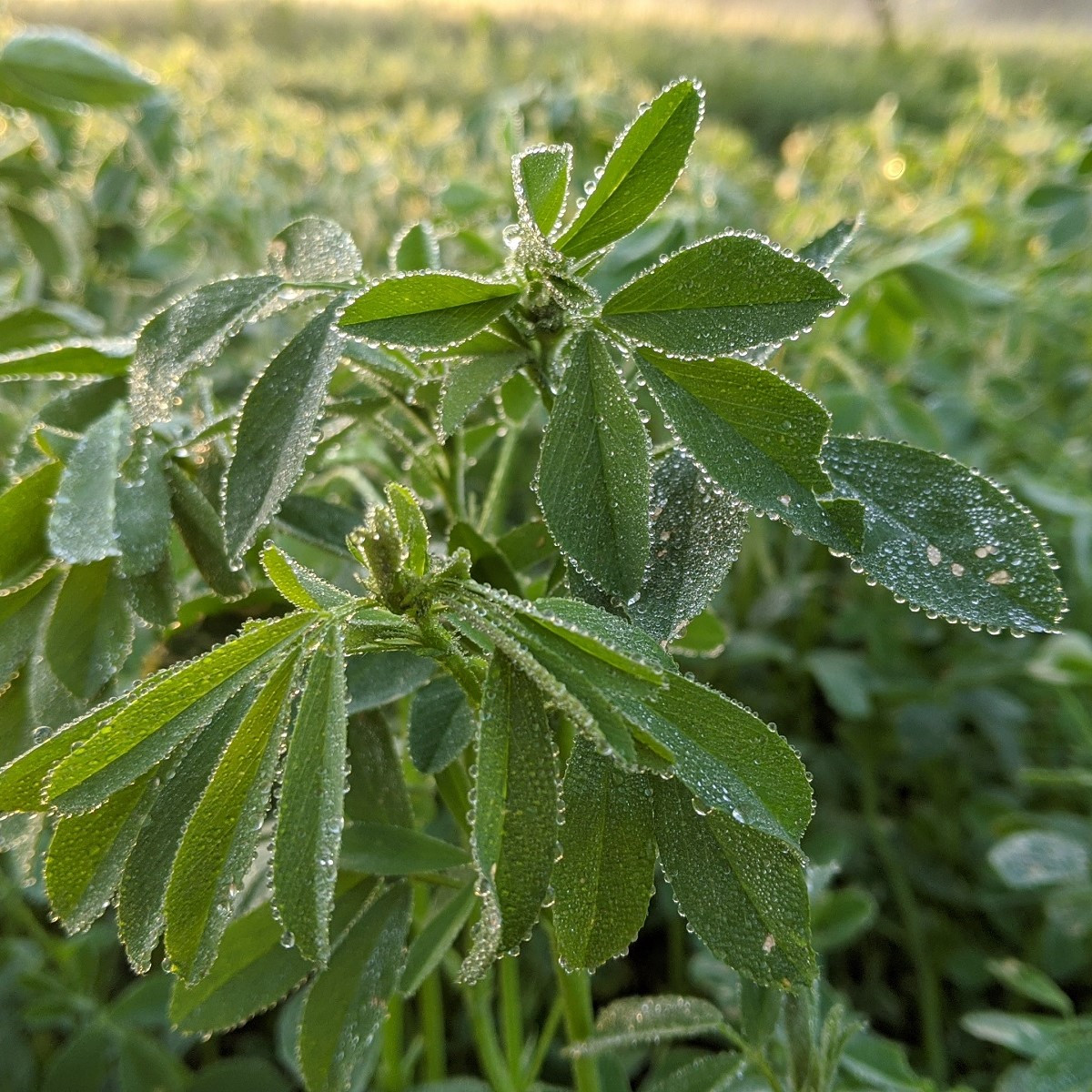Pískavice - Trigonella foenum - semena pískavice - 150 ks