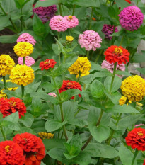 Ostálka jiřinkokvětá směs barev - Zinnia elegans - semena ostálky - 50 ks