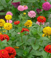 Ostálka jiřinkokvětá směs barev - Zinnia elegans - semena ostálky - 50 ks