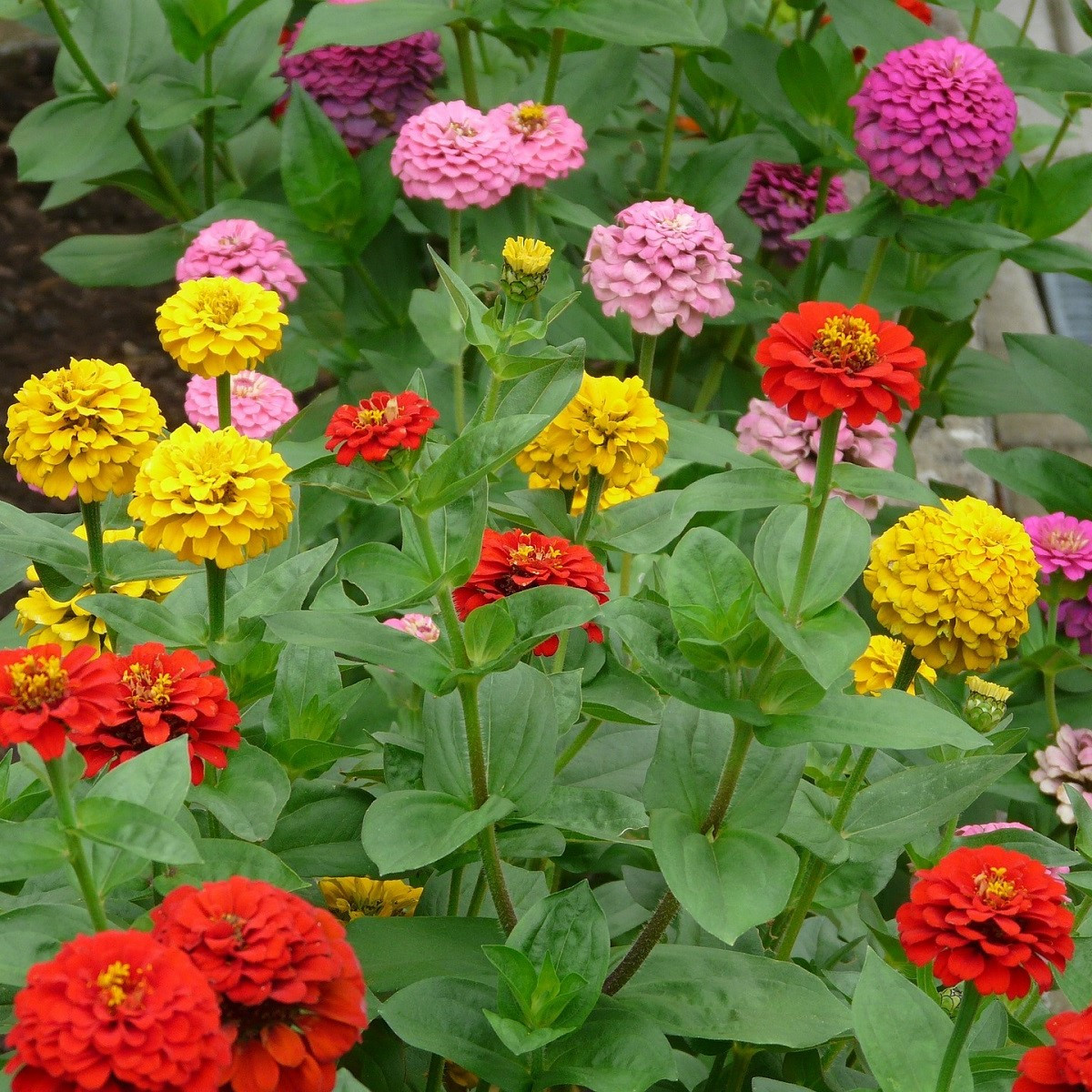 Ostálka jiřinkokvětá směs barev - Zinnia elegans - semena ostálky - 50 ks