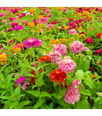 Ostálka Liliput - Zinnia elegans - semena ostálky - 50 ks