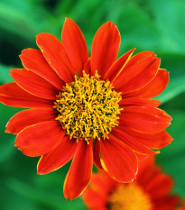 Titónie okrouhlolistá - Tithonia rotundifolia - semena titónie - 60 ks