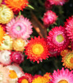 Slaměnka směs k sušení - Helichrysum bracteatum - semena slaměnky - 350 ks