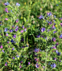 Hadinec jitrocelovitý - Echium plantagineum - semena hadince - 100 ks