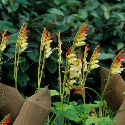 Kvamoklit pnoucí - Quamoclit lobata - semena kvamoklitu - 20 ks