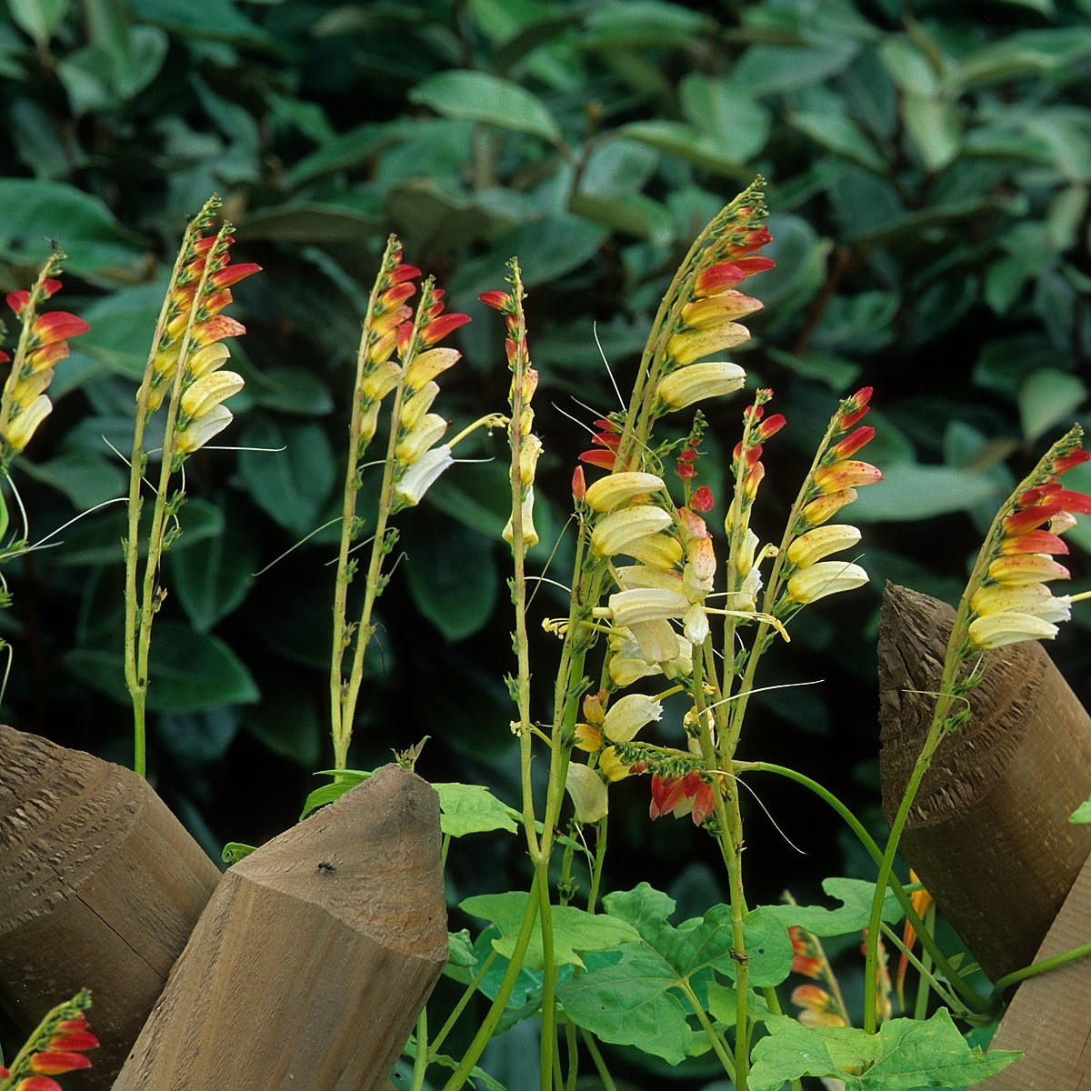 Kvamoklit pnoucí - Quamoclit lobata - semena kvamoklitu - 20 ks