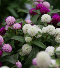 Pestrovka kulovitá směs barev - Gomphrena globosa - semena pestrovky - 0,1 g