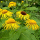 Oman pravý - Inula helenium - semena omanu - 20 ks
