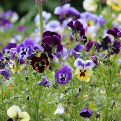 Maceška zahradní švýcarská Schweiter Riesen - Viola wittrockiana - semena macešky - 200 ks