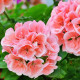 Muškát páskatý Nekita Salmon F1 - Pelargonium zonale - semena muškátu - 4 ks