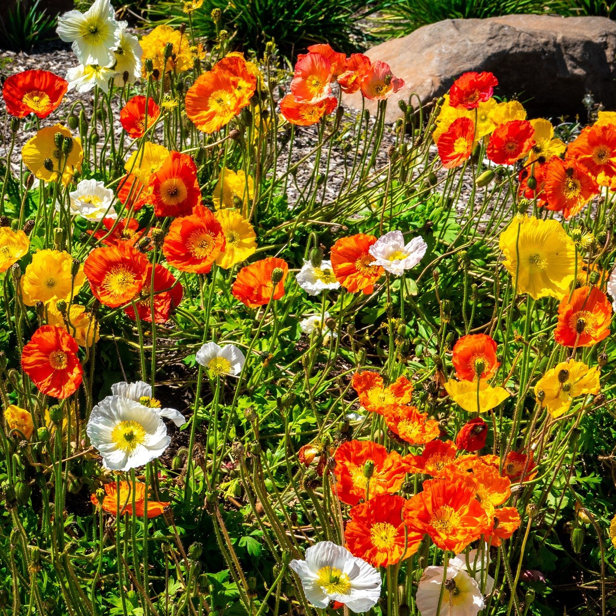 Mák nahoprutý Excelsior směs - Papaver nudicaule - semena máku - 250 ks