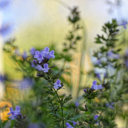 Marulka lékařská - Calamintha nepeta - semena marulky - 300 ks