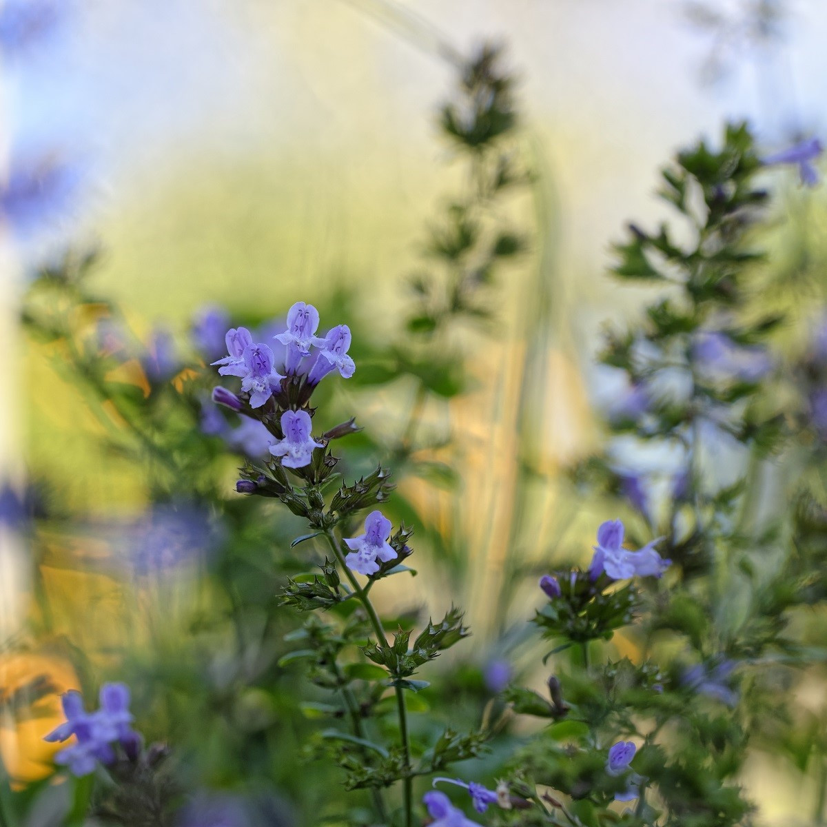 Marulka lékařská - Calamintha nepeta - semena marulky - 300 ks