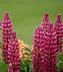 Lupina mnoholistá Lupini Red - Vlčí bob - Lupinus polyphyllus - semena lupiny - 15 ks