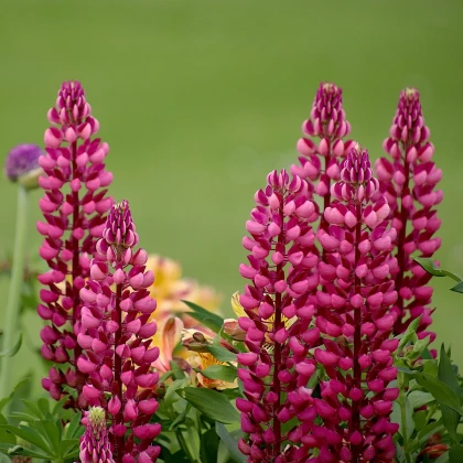 Lupina mnoholistá Lupini Red - Vlčí bob - Lupinus polyphyllus - semena lupiny - 15 ks
