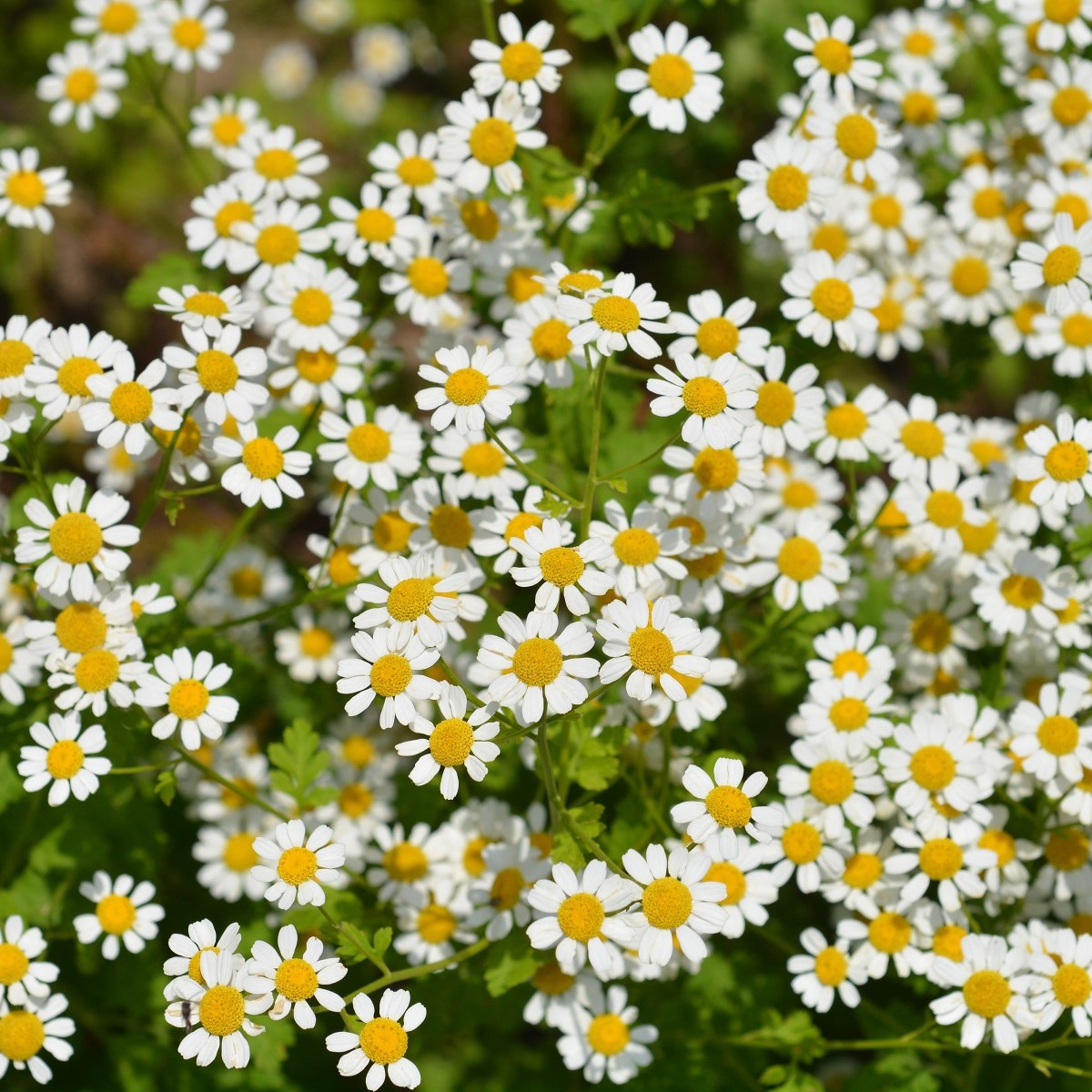 Řimbaba obecná Golden Feverfew - Chrysanthemum parthenium aureum - semena řimbaby - 400 ks