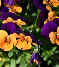 Maceška Jolly Joker F2 - Viola wittrockiana - semena macešky - 20 ks