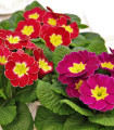Prvosenka bezlodyžná směs - Primula vulgaris - semena prvosenky - 15 ks