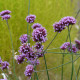 Sporýš argentinský - Verbena bonariensis - semena sporýše - 200 ks