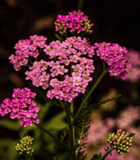 Řebříček tužebníkový Colorado mix - Achillea millefolium - semena řebříčku - 20 ks