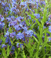 Pilát kapský - Anchusa capensis - semena pilátu - 10 ks