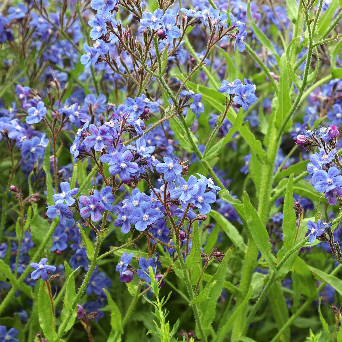 Fokföldi pilát – Anchusa capensis – pilát magok – 50 db