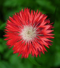 Chrpa červená Polka - Centaurea cyanus - semena chrpy - 100 ks