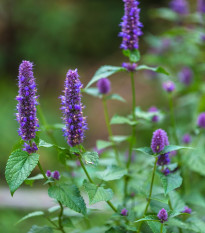 Agastache korejská Seoul -Agastache rugosa - semena agastache - 20 ks
