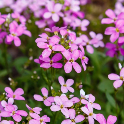 Huseník růžový - Arabis arendsii - semena huseníku - 100 ks