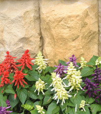 Šalvěj zářivá směs - Salvia splendens mix - semena šalvěje - 15 ks