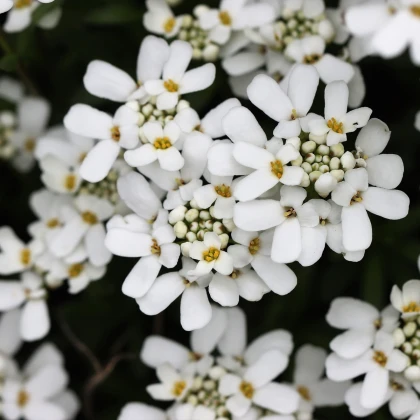 Iberka gibraltarská - Iberis gibraltarica - semena iberky - 35 ks