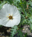 BIO Pleskanka - Argemone platyceras - bio semena pleskanky - 50 ks