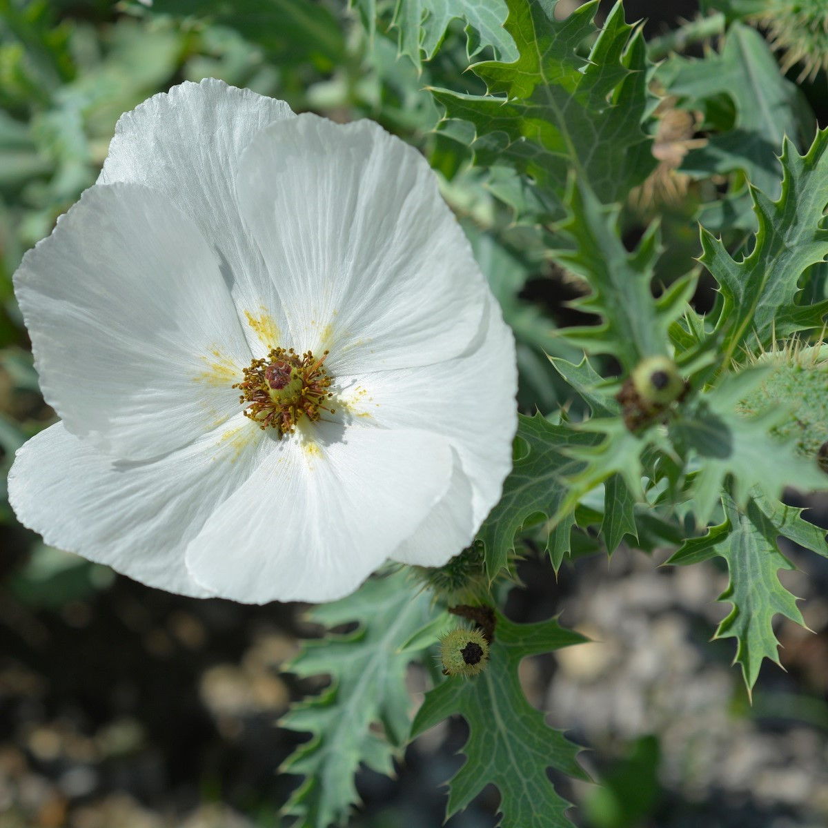 BIO Pleskanka - Argemone platyceras - bio semena pleskanky - 50 ks