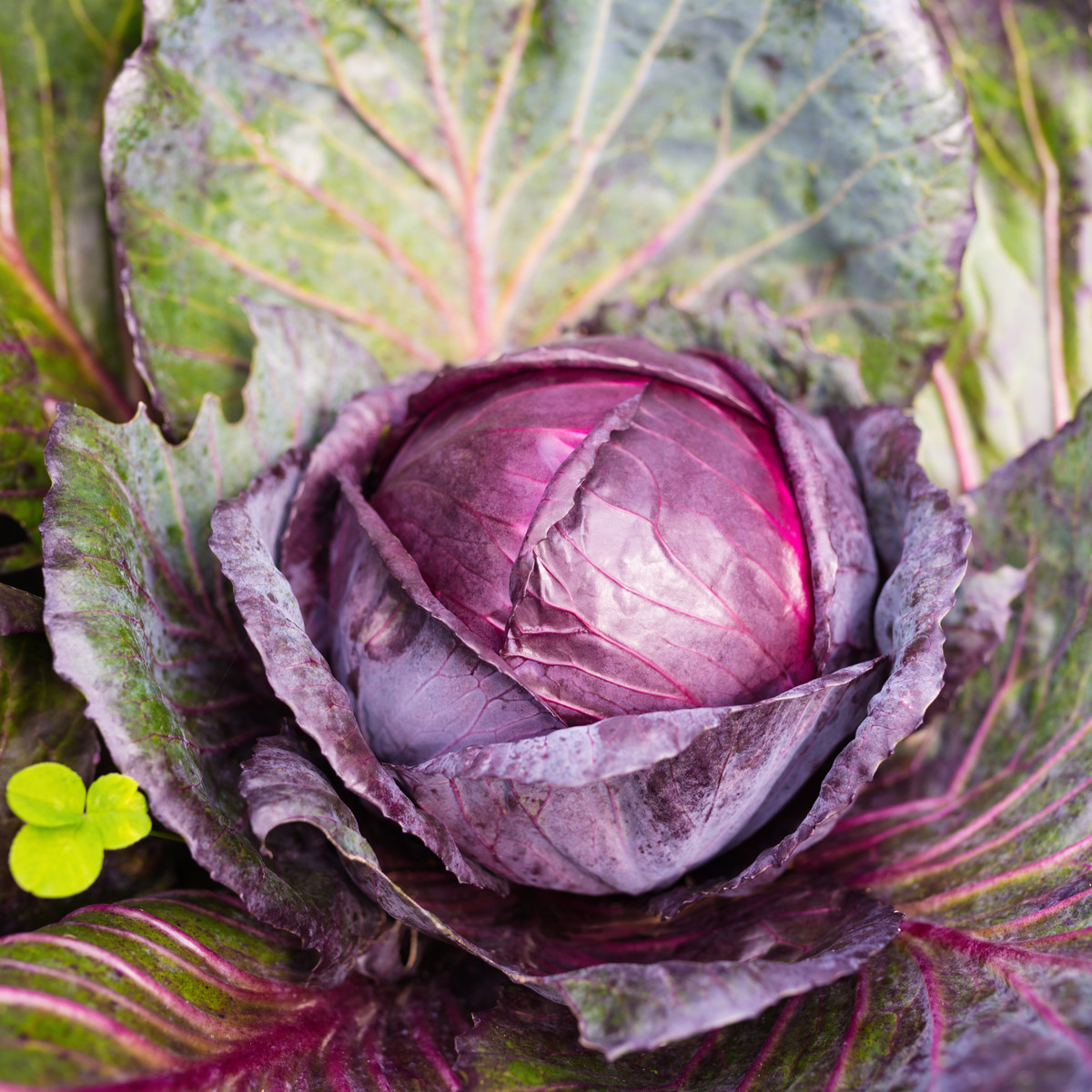 BIO Zelí červené Granat - Brassica oleracea - bio semena zelí - 40 ks