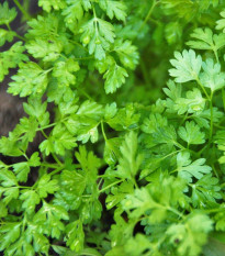 Kerblík setý Massa - Anthriscus cerefolium - semena kerblíku - 0,8 g