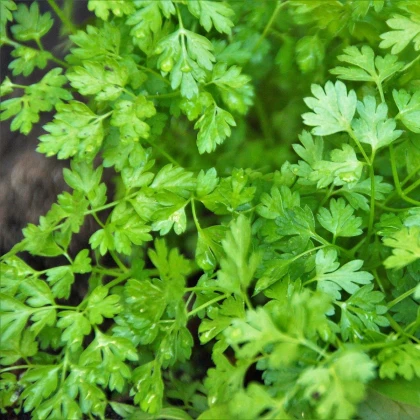 Kerblík setý Massa - Anthriscus cerefolium - semena kerblíku - 0,8 g