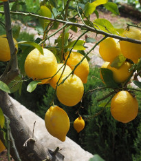 Citroník pravý - Citrus limon - semena citroníku - 5 ks