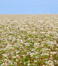 Pohanka setá - Polygonum fagopyrum - semena pohanky - 20 ks