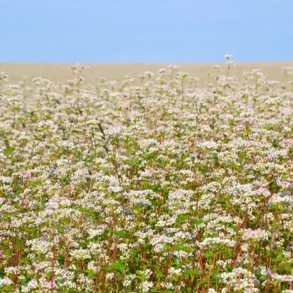 Pohanka setá - Polygonum fagopyrum - semena pohanky - 20 ks