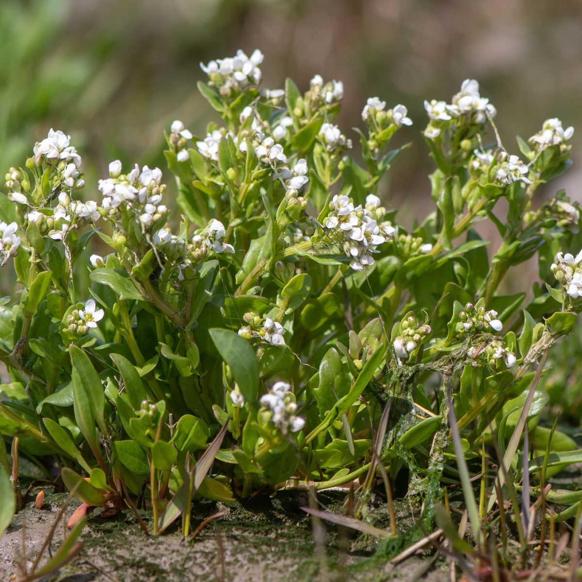 Lžičník lékařský - Cochleria officinalis - semena lžičníku - 20 ks