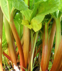 Reveň - Rebarbora - Rheum rhabarbarum - semena rebarbory - 20 ks