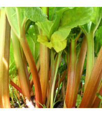 Reveň - Rebarbora - Rheum rhabarbarum - semena rebarbory - 20 ks