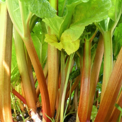 Reveň - Rebarbora - Rheum rhabarbarum - semena rebarbory - 20 ks