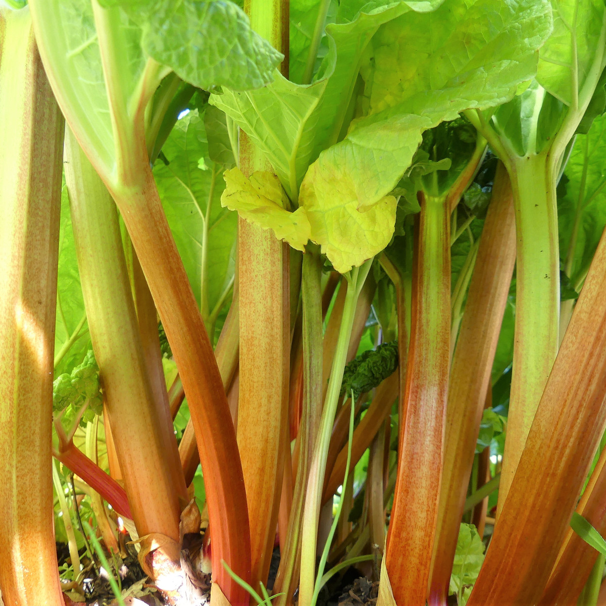 Reveň - Rebarbora - Rheum rhabarbarum - semena rebarbory - 20 ks