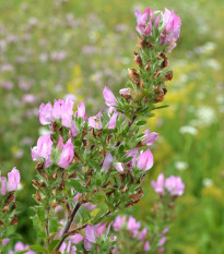 Jehlice rolní - Ononis Arvensis - semena jehlice - 20 ks