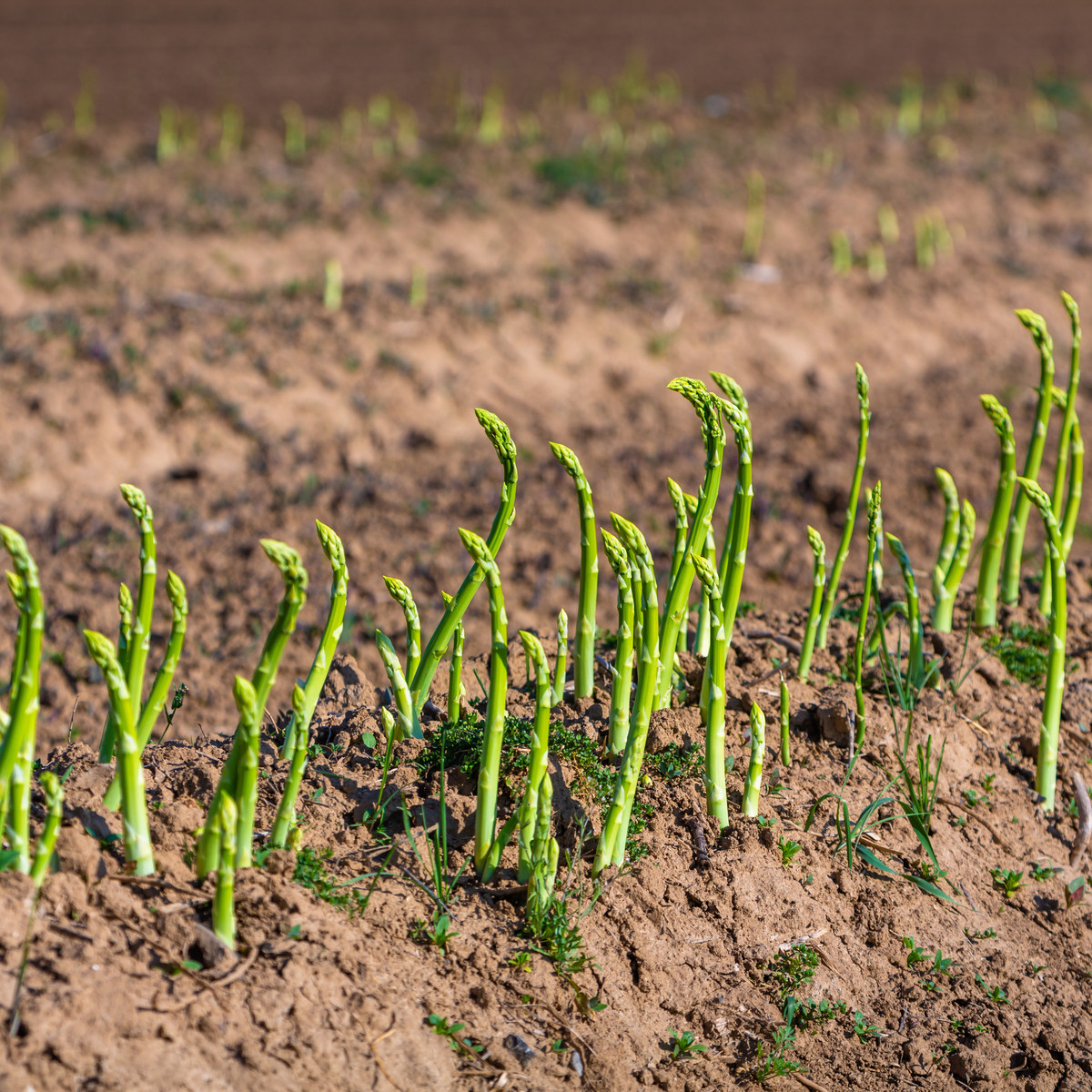 Chřest lékařský Mary Washington - Asparagus officinalis - semena chřestu - 20 ks