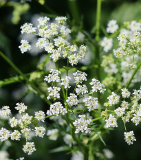 Kerblík setý - Anthriscus cerefolium - semena kerblíku - 250 ks