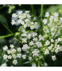 Kerblík setý - Anthriscus cerefolium - semena kerblíku - 250 ks