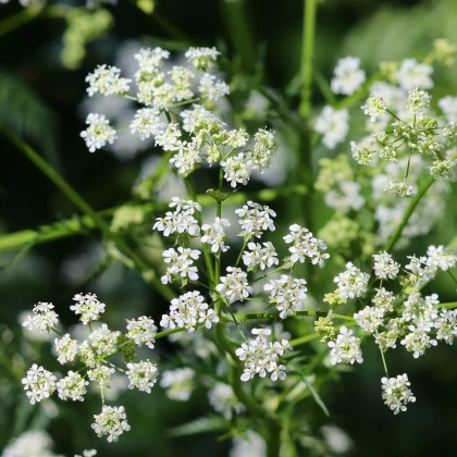 Kerblík setý - Anthriscus cerefolium - semena kerblíku - 250 ks